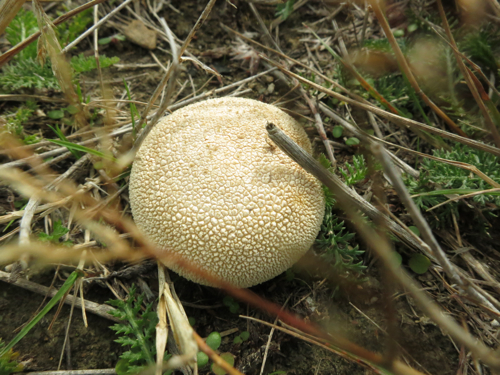 Puffball mushroom, Twizel, South Island, New Zealand