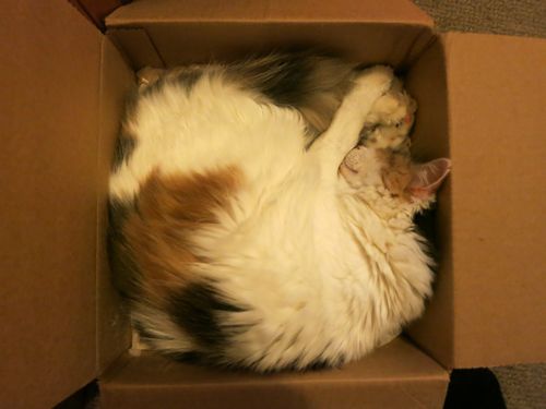 Felicity in a box, thedreamstress.com