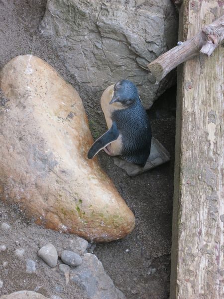 Little Blue Penguin, thedreamstress.com