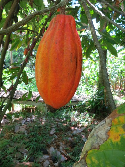 Cacao fruit, Molokai, Hawaii, thedreamstress.com