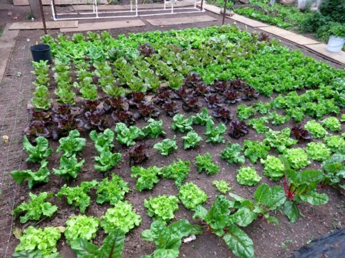 Growing lettuce, Molokai, Hawaii, thedreamstress.com