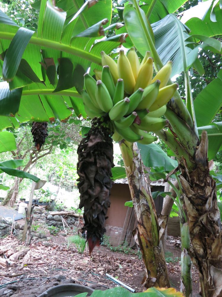 A stalk of ripening bananas near the outhouse