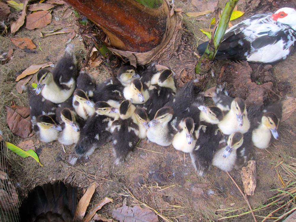 Ducklings, Molokai, Hawaii, thedreamstress.com