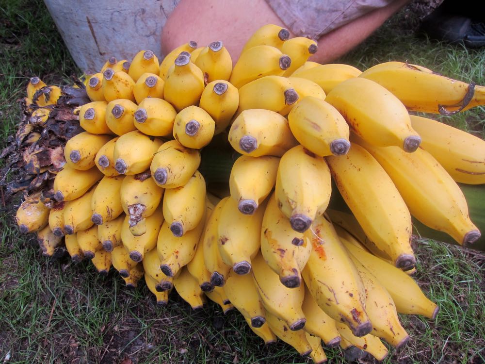 Bananas Molokai Hawaii Thedreamstress The Dreamstress