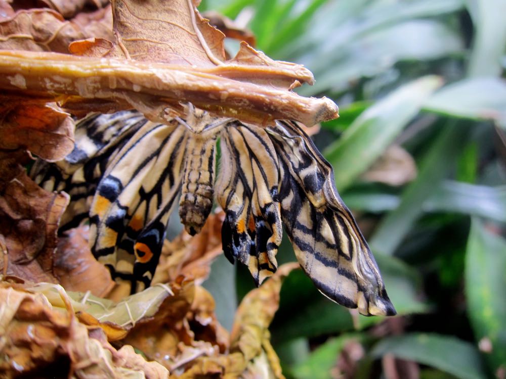 Swallowtail butterfly, Molokai, Hawaii thedreamstress.com