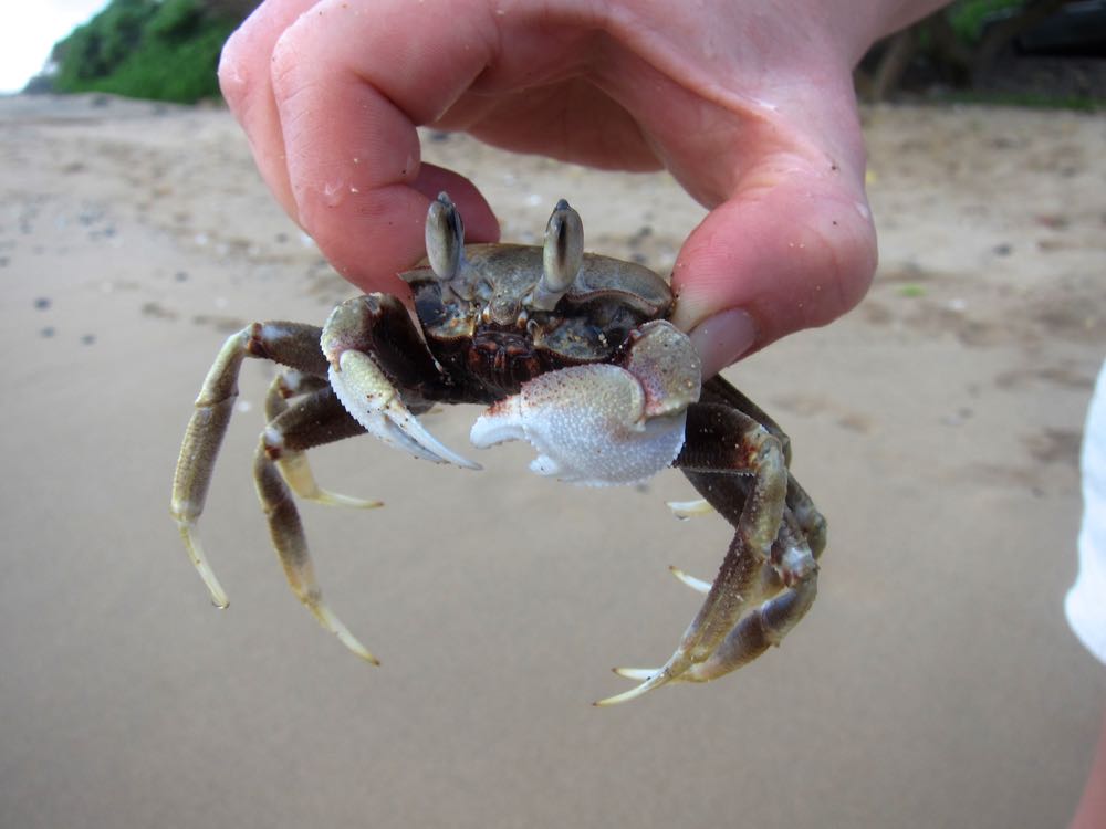 Crab, Moloka'i, Hawaii thedreamstress.com