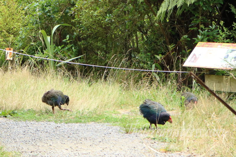 TakahÄ“ at Zealandia thedreamstress.com