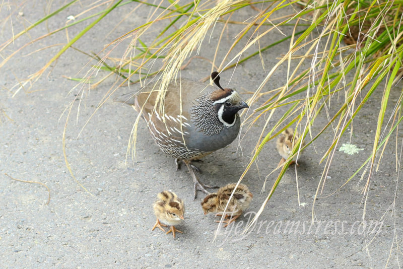 California Quail at Zealandia thedreamstress.com