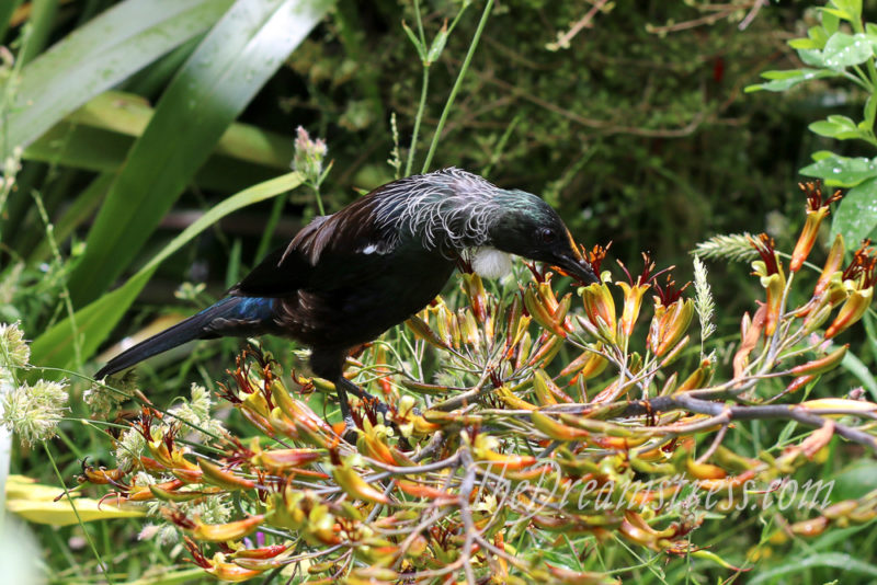 TÅ«i at Zealandia thedreamstress.com