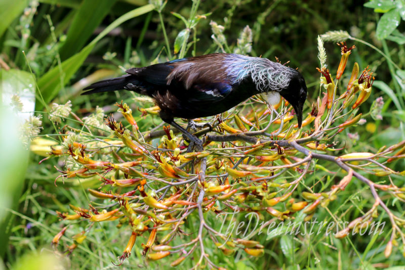 TÅ«i at Zealandia thedreamstress.com