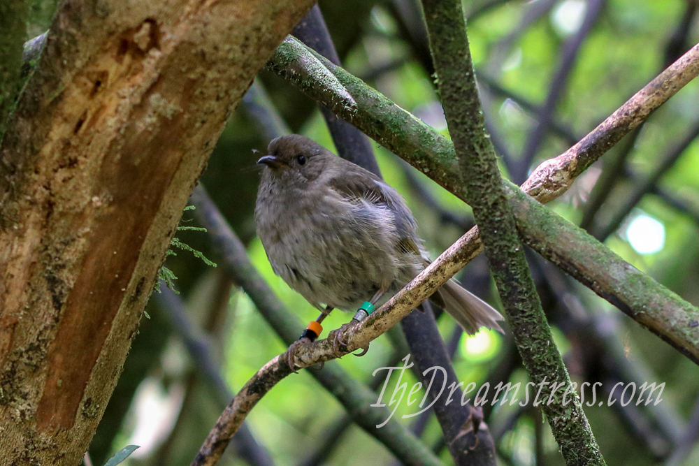 Korimako (bellbird) at Zealandia thedreamstress.com