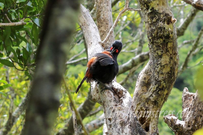 TÄ«eke at Zealandia thedreamstress.com