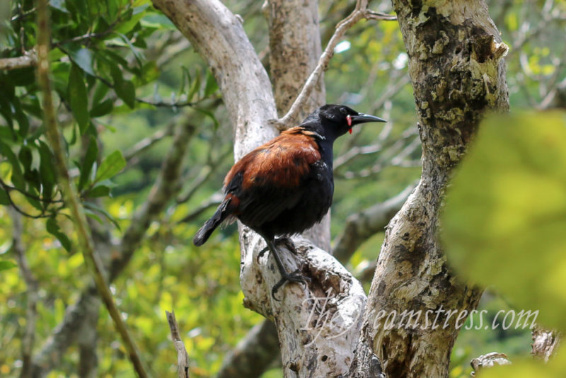 TÄ«eke at Zealandia thedreamstress.com