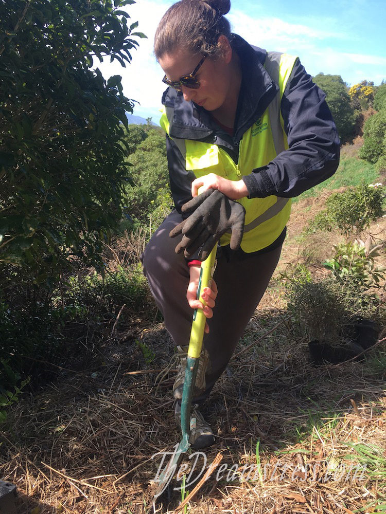 Tree planting at Island Bay, thedreamstress.com