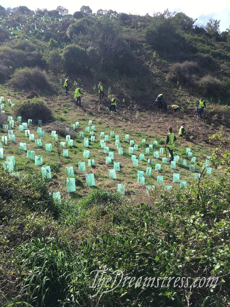 Tree planting at Island Bay, thedreamstress.com