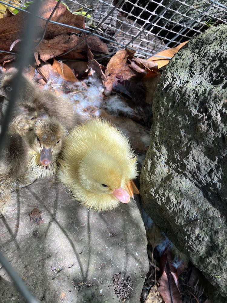 Ducklings in Hawaii thedreamstress.com 