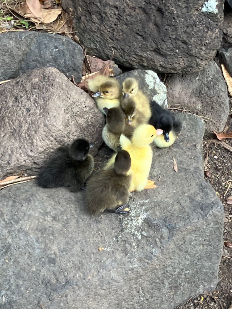 Ducklings in Hawaii thedreamstress.com 