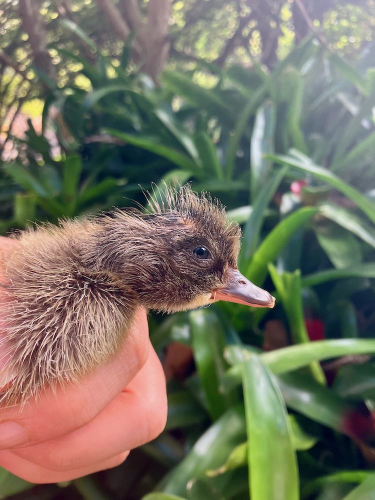 Ducklings in Hawaii thedreamstress.com 