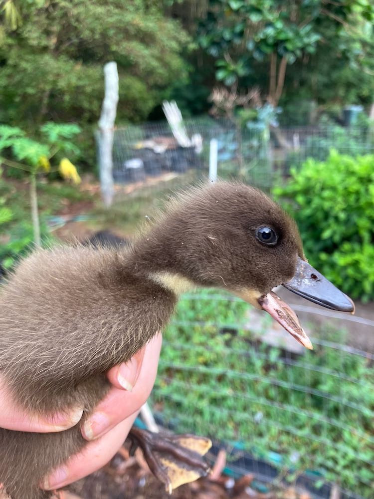 Ducklings in Hawaii thedreamstress.com 