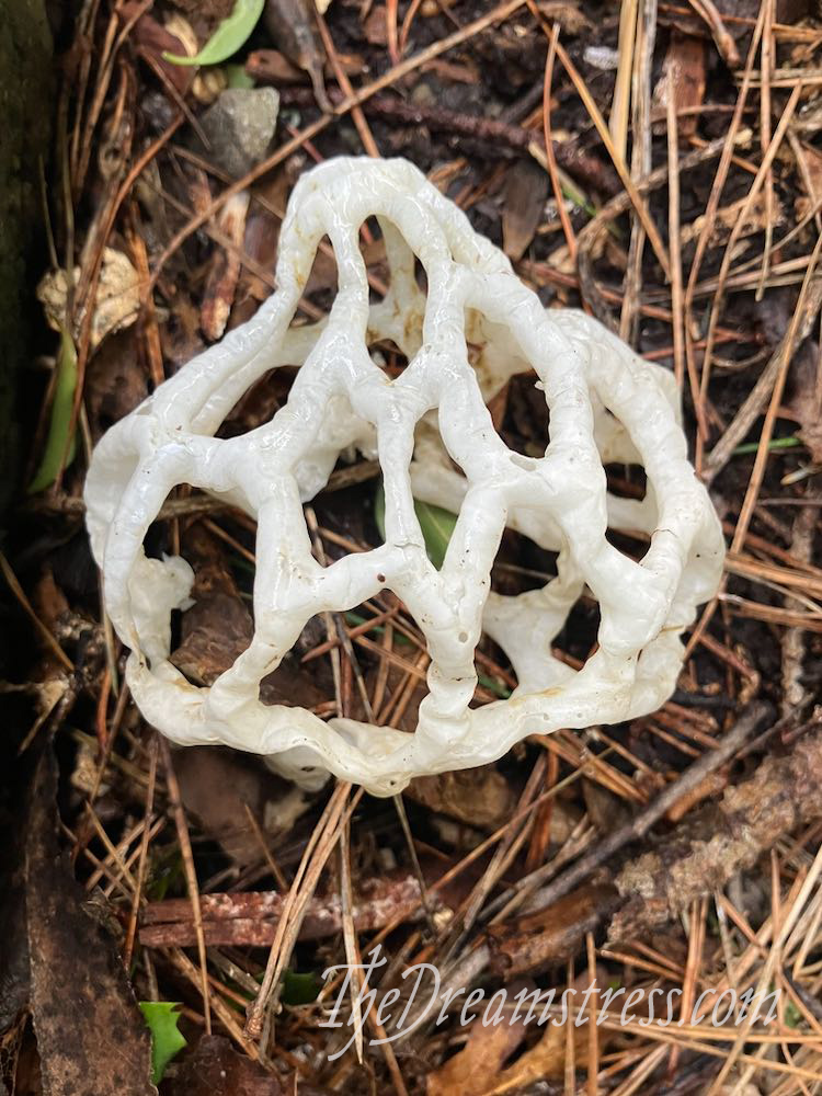 Basket Mushrooms thedreamstress.com