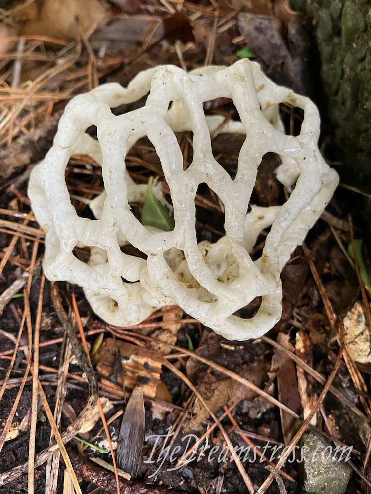 Basket Mushrooms thedreamstress.com