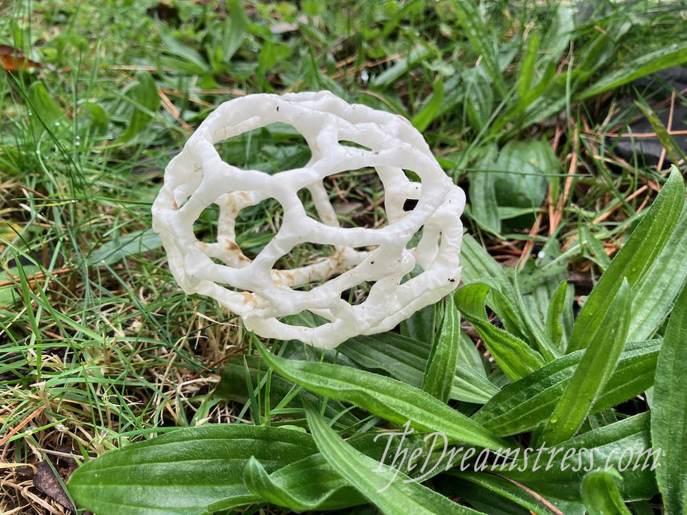 Basket Mushrooms thedreamstress.com