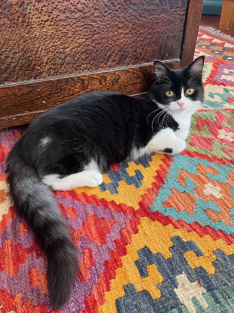 Little B & Paulie - Paulie shows off his racoon tail