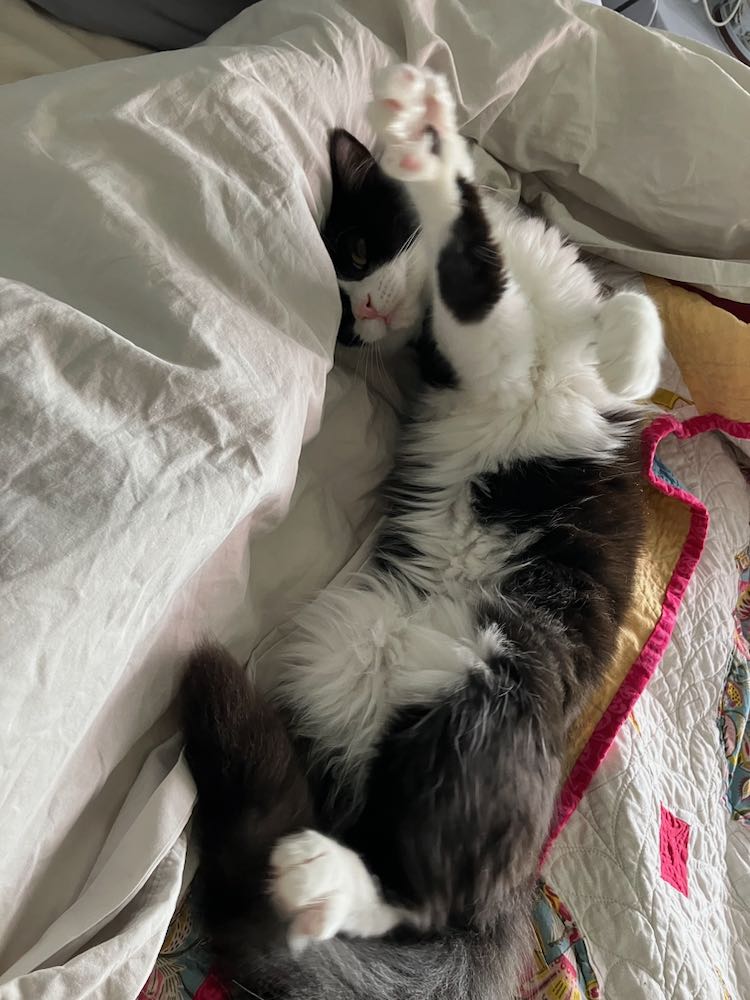 Little B & Paulie - Paulie's tum