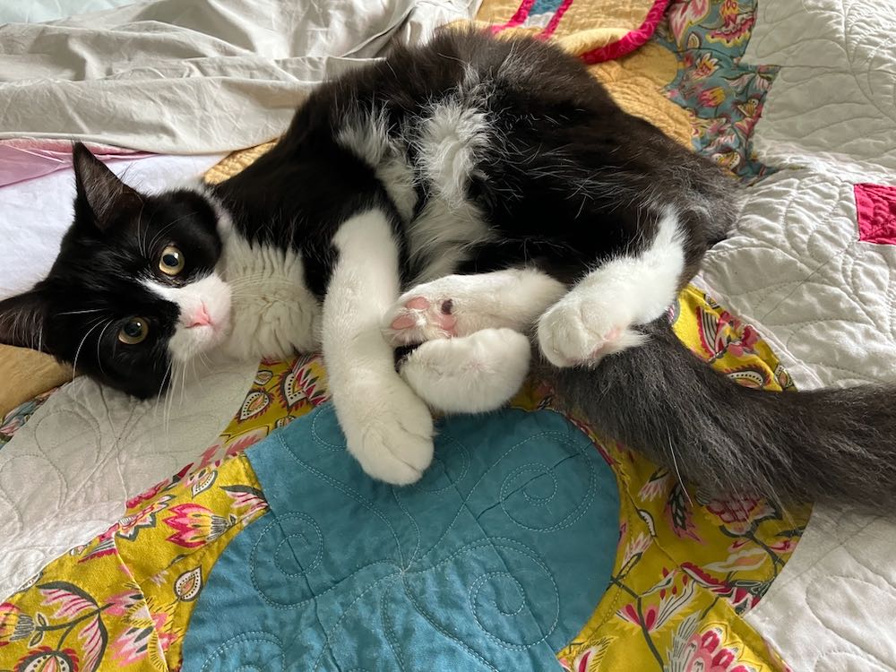 Little B & Paulie - Paulie's paws