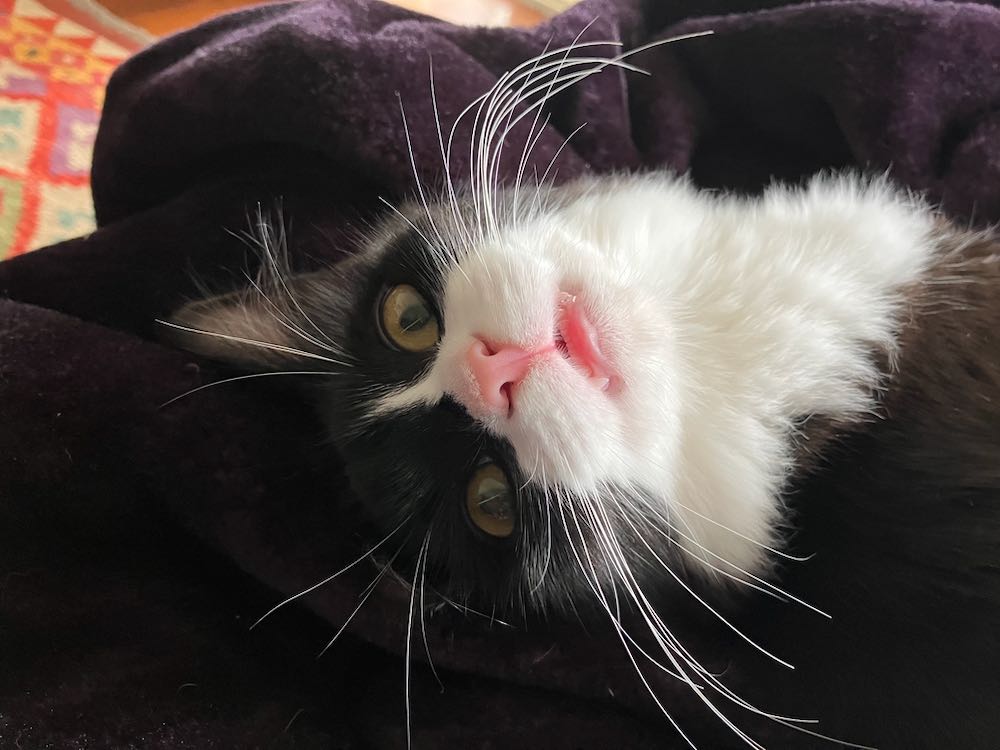 Little B & Paulie - Paulie's whiskers